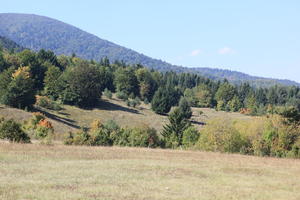 Croatia, day, eye level view, field, grass, Karlovacka, mountain, sunny, tree, woodland