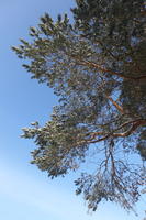 afternoon, below, branch, bright, coniferous, day, Poland, snow, sunny, tree, Wielkopolskie, winter