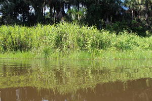 day, eye level view, Madre de Dios, Peru, reed, river, shrub, summer, sunny, tropical