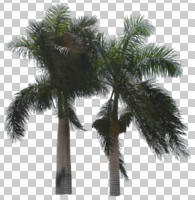 Cuban royal palm, cutout, cutout plants, cutout trees, day, direct sunlight, evergreen, eye level view, Florida royal palm, natural light, palm, royal palm, Roystonea regia, spring, sunny, tree