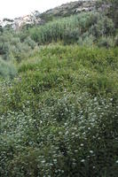 Croatia, day, diffuse, diffused light, eye level view, shrubland, summer