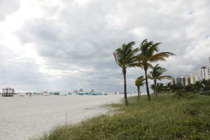 beach, day, diffuse, diffused light, eye level view, Florida, grass, Miami, overcast, palm, Phoenix canariensis, summer, The United States