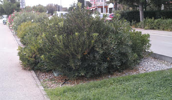 ambient light, bush, day, diffuse, diffused light, eye level view, garden, greenery, plant, shrub, summer, vegetation