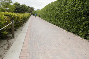 day, diffuse, diffused light, eye level view, Florida, hedge, Miami, path, pavement, summer, The United States