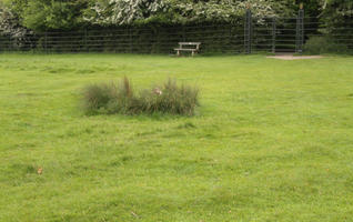 day, diffuse, diffused light, England, eye level view, grass, London, natural light, park, spring, The United Kingdom