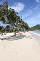 beach, day, eye level view, Ko Phi Phi Don, Krabi, natural light, palm, potted plant, sunny, Thailand, tree, vegetation