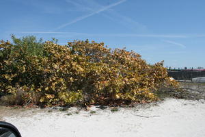 bush, day, eye level view, Florida, Sarasota, sunny, sunshine, The United States, vegetation, winter