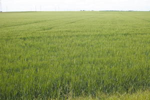 Anet, crop, day, eye level view, field, France, Haute-Normandie, natural light, plant, spring