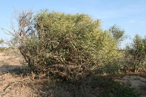 autumn, bush, day, desert, direct sunlight, Essaouira, eye level view, Morocco, natural light, sunlight, sunny, sunshine, vegetation