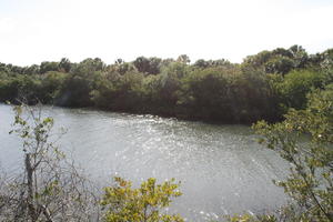 day, elevated, Florida, river, sunny, The United States, tropical, vegetation, winter