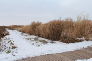 day, eye level view, France, natural light, overcast, reed, snow, winter