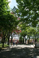 alley, broad-leaf tree, broad-leaved tree, day, eye level view, park, Porto, Porto, Portugal, shady, spring, sunny