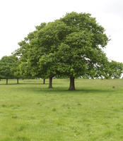 broad-leaf tree, broad-leaved tree, day, diffuse, diffused light, England, eye level view, grass, London, natural light, oak, park, spring, The United Kingdom