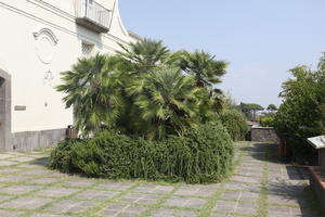 Campania, day, dwarf date palm, eye level view, garden, Italia , Napoli, plant, potted plant, summer, terrace