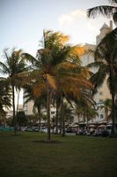 cafe, dusk, eye level view, Florida, grass, Miami, palm, park, The United States, tree, vegetation, winter