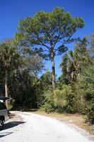 day, eye level view, Florida, Miami, natural light, palm, park, sunny, The United States, tree, tropical, vegetation, winter