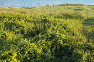 Croatia, day, eye level view, shrubland, Splitsko-Dalmatinska, spring, Sukosan, sunny