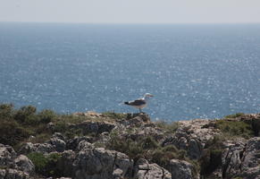 bird, close-up, day, eye level view, Faro, Faro, open space, Portugal, rockery, rocks, seagull, seascape, shrub, summer, sunlight, sunny, vegetation, waterfront