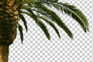 afternoon, below, Canary island date palm, cutout, cutout plants, cutout trees, day, direct sunlight, evergreen, leaves, palm, Phoenix canariensis, spring, sunny, tree, tropical