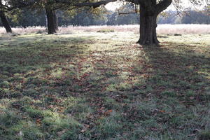 autumn, bright, day, England, eye level view, grass, leaves, London, park, The United Kingdom, vegetation