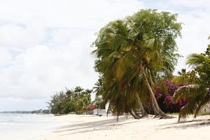 Barbados, beach, coconut palm, Cocos nucifera, day, eye level view, palm, seascape, spring, sunny, tropical