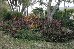 day, eye level view, Florida, garden, The United States, tropical, vegetation, winter