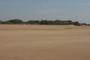 autumn, beach, bush, day, direct sunlight, Essaouira, eye level view, Morocco, natural light, sunlight, sunshine, vegetation