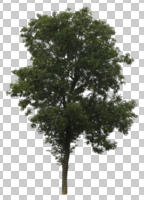 broad-leaf tree, broad-leaved tree, cutout, cutout trees, day, diffuse, diffused light, eye level view, summer