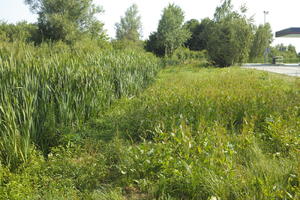 Croatia, day, direct sunlight, eye level view, grass, reed, summer, sunny