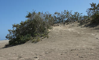 below, Canarias, day, direct sunlight, dunes, Las Palmas, lowered, shrub, Spain, spring, sunny