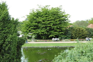 day, England, eye level view, garden, natural light, park, pond, The United Kingdom, tree, Woking