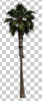 cutout, cutout trees, day, eye level view, palm, summer, sunny, Washingtonia filifera