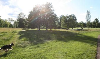 broad-leaf tree, broad-leaved tree, day, England, eye level view, grass, London, park, summer, sunny, The United Kingdom