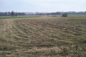 day, eye level view, field, grass, grassland, hay, Kopanica, natural light, Poland, Wielkopolskie, winter