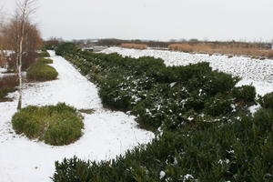 day, elevated, France, natural light, overcast, plant, shrub, snow, winter