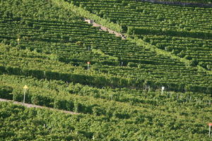 day, elevated, field, Lausanne, natural light, summer, sunny, Switzerland, Vaud, vegetation, vineyard