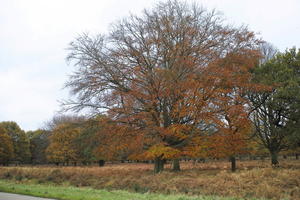 afternoon, autumn, cloudy, day, deciduous, England, eye level view, park, The United Kingdom, tree, vegetation, Wimbledon