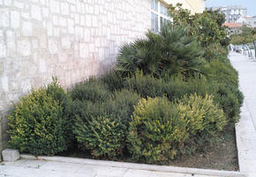 afternoon, ambient light, autumn, bush, day, diffuse, diffused light, eye level view, garden, greenery, plant, shrub, vegetation