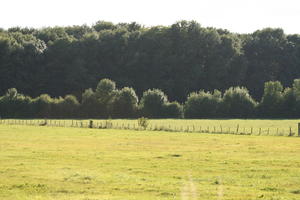 Bourgogne, day, Dijon, eye level view, field, France, grass, natural light, tree, woodland