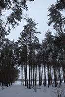 eye level view, forest, overcast, Poland, snow, track, tree, Wielkopolskie, winter, Wolsztyn