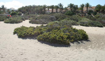 Canarias, day, direct sunlight, dunes, eye level view, Las Palmas, shrub, Spain, spring, sunny