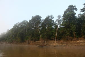 Brunei, day, diffuse, diffused light, eye level view, forest, natural light, river, summer, treeline, tropical