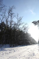 afternoon, bright, day, deciduous, eye level view, Poland, road, snow, sunny, tree, Wielkopolskie, winter, woodland