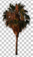 cutout, cutout plants, cutout trees, day, eye level view, Mexican fan palm, morning, natural light, palm, spring, sunlight, sunny, sunrise, tree, Washingtonia robusta