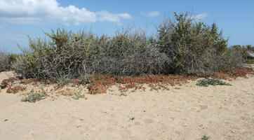 Canarias, day, direct sunlight, dunes, eye level view, Las Palmas, shrub, Spain, spring, sunny