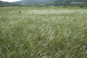 Croatia, day, diffuse, diffused light, eye level view, grass, grassland, natural light, spring