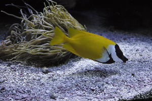 aquarium, artificial lighting, backlit, close-up, fish, Monaco, Monte Carlo, Monte-Carlo, museum