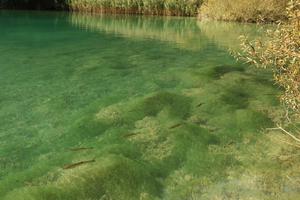 Croatia, day, fish, Karlovacka, lake, lowered, sunny