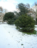 ambient light, Battersea park, day, diffuse, diffused light, England, eye level view, London, natural light, park, snow, The United Kingdom, tree, vegetation, winter