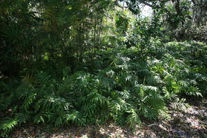 day, eye level view, Florida, forest, Miami, natural light, park, plant, sunny, The United States, tropical, vegetation, winter